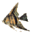 pesce marrone.gif